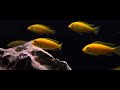 Yellow Mbuna Cichlids In Incredible Real 4K HDR