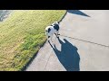 Rescue Dog Walks Her Mum