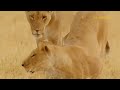 OMG! The Lion Punishes The Eagle For Daring To Attack The Lion Cub - What Will Happen Next?