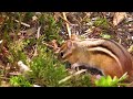 Chipmunk Happy Hour