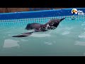 Watch This Guy Help A Baby Penguin Overcome Her Fear Of Water | The Dodo Saving The Wild