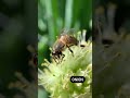 Bees LOVE flowers