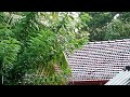 Moments In Nature | The Home Jungle | Wild Jungle Relax | Nature Forest Travel