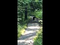 Black Bear Appalachian Trail New Jersey