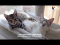 Cat Goes From Total Shock At New Kitten To Carrying Her In His Mouth | The Dodo Cat Crazy