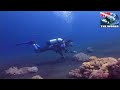 Diving in Lembeh Strait, Indonesia. Best muck diving with octopus, rhinopias, frogfish, seahorses