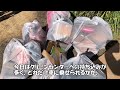 【素人ＤＩＹ】五月人形・兜・雛人形を片付けたら結構量があって大変だったよって話　※またゴミ片付け動画です。すみません。［ vlog ］【五十路の備忘録】