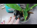 See What Happens When You Add Epsom Salt to Your Plants! 😳🪴🧂