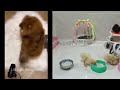 Funny Dogs And Cats Videos 2024 😹🐶 TRY NOT TO LAUGH😍