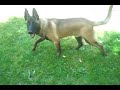 Berger malinois Padrino 5 mois