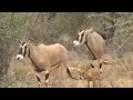 Unbleivable! Lion Takes Care Of Baby Oryx For A Days And Returns Back It Into Her Mother Safely.