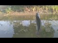Gak Ada Yang Menduga !! Nyatanya Ikan Ngumpul di Sungai Sedangkal Ini