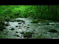 Deep Forest Green Stream. Nature Sounds, Flowing Water. Sounds of River and Forest Birds Singing.