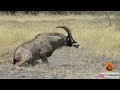 Epic Battle Between Lions and a Roan Antelope