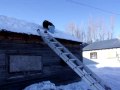 Dog climbs chicken coop