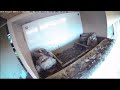 Israel Common Kestrel Nest Cam 5/17/21