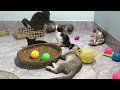 You Laugh You Lose😹Funniest Dogs and Cats 2024😻🐶
