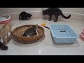 🤣#😻CLASSIC Dog and Cat Videos😻🐶1 HOURS of FUNNY Clips