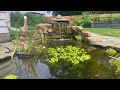 ASMR waterfalls koi pond