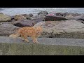 Gustful storms and giant waves destroyed half of the stray cats living on the shores of Istanbul.
