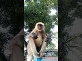 Hanuman animals Lover's #youtube #tranding #viral #video
