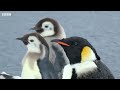 Penguin chicks rescued by unlikely hero | Spy In The Snow | BBC Earth