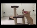 Funniest Dogs and Cats 🐱😹 New Funny Animals 2024 😍🤣