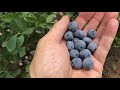 Harvesting Blueberries: How to Pick Blueberries in Their Prime