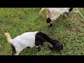 angon kambing di depan perumahan 