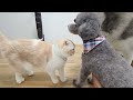 犬を預けたらニャーニャー泣いて家中探し回る猫がこちら...