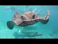 Amazing 4K (ULTRA HD) Aquarium Video - Unlock The Hidden Beauty Of The Coral Reefs And Turtle