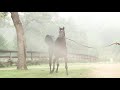 الحصان العربي حفيد مروان الشقب - Polidoro FC - National Champion Stallion