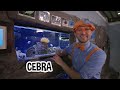 Blippi conduce un Monster Truck | Caricaturas para niños | En español