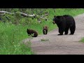 Slough Creek Bear Watching - Yellowstone National Park