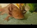 My axolotl Mochi is an elite swimmer.
