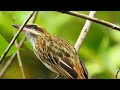 COLORFUL BIRDS | BBC WORLD