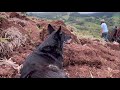 PREGANDO FOGO NO TRATOR - TRANSPORTE DE MOURÕES - PREPARANDO PARA PLANTAR MILHO