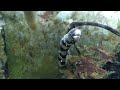 Hand Feeding Snowflake Moray Eel - V