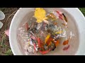 Great Catch Eels Nests In Caves, Find Colorful Eggs, Kim Kim Fish, Koi Fish, Neon Fish, Arowana Fish