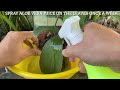 Use aloe vera this way! The orchid will be healthy and revive many new roots