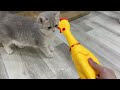 Try Not To Laugh 🤣 New Funny Cats and Dogs 2024 😅 Part 5