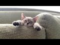 Siamese kitten lays funny on couch