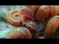 RAMSHORN SNAILS SPECIES PROFILE