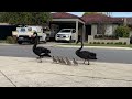 Two black swans walking their cygnets from one lake to another in Perth, Western Australia.