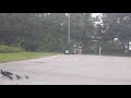 Duck Family crossing the road