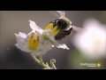 Slo-Mo Footage of a Bumble Bee Dislodging Pollen