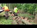 Rescuing tree service cut red oak #firewood