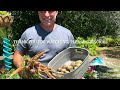 Harvesting potatoes & carrots. Growing potatoes from store bought potatoes