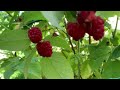 Second Harvest ng raspberry ||Paunahan Kami ni amo