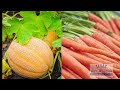 What to do in Your Vegetable Garden - August 2024